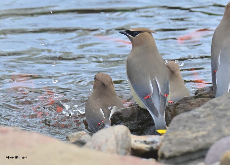 Cedar Waxwing, Rogers Co yard, Ok, 3-30-2025_0098z.jpg