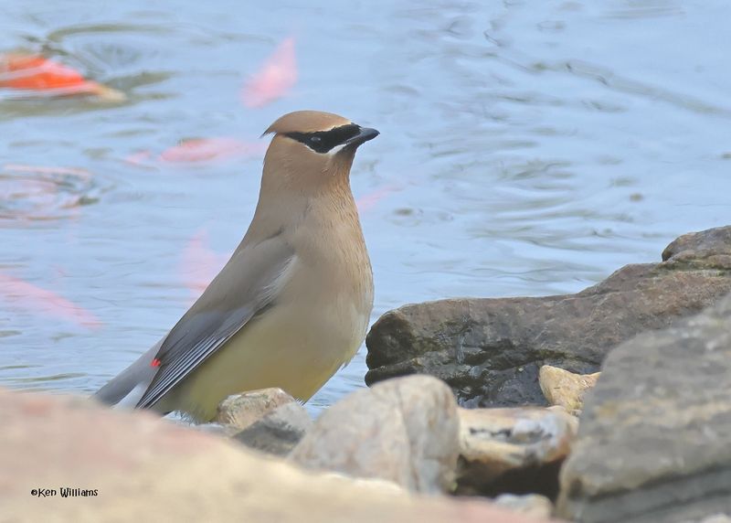 Waxwings