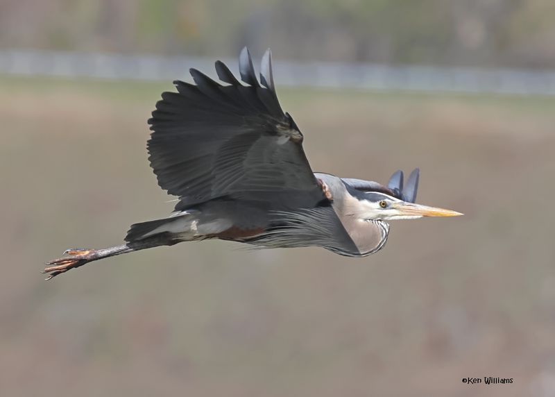 Great Blue Heron, Cherokee Co, Ok, 4-7-2025_0124z.jpg
