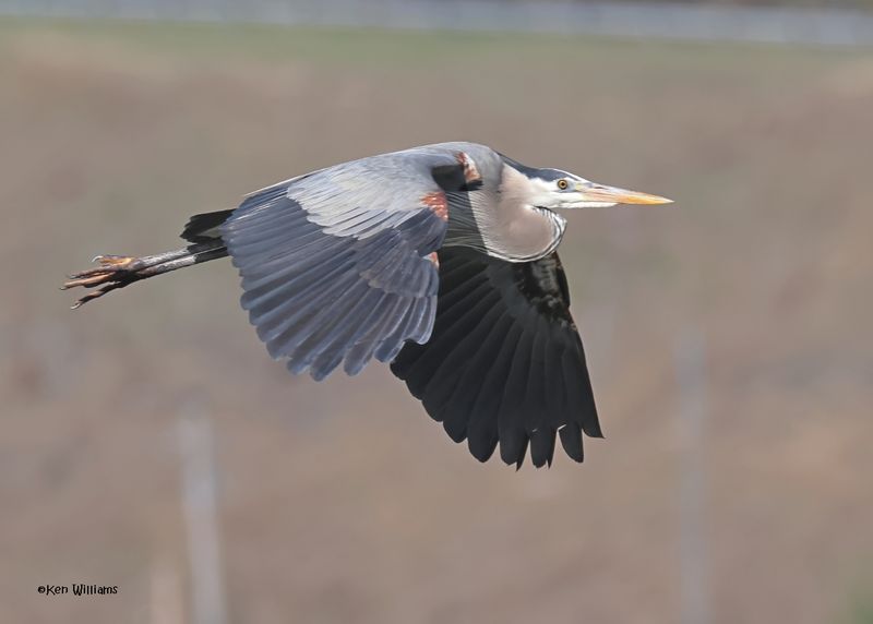 Great Blue Heron, Cherokee Co, Ok, 4-7-2025_0125z.jpg