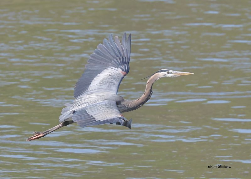 Great Blue Heron, Cherokee Co, Ok, 4-7-2025_0139z.jpg