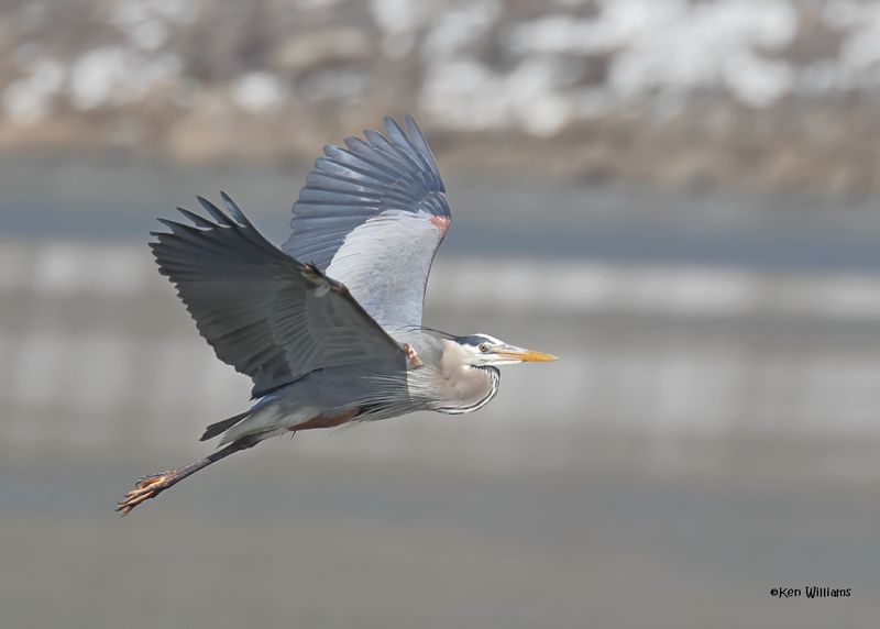 Great Blue Heron, Cherokee Co, Ok, 4-7-2025_0157z.jpg