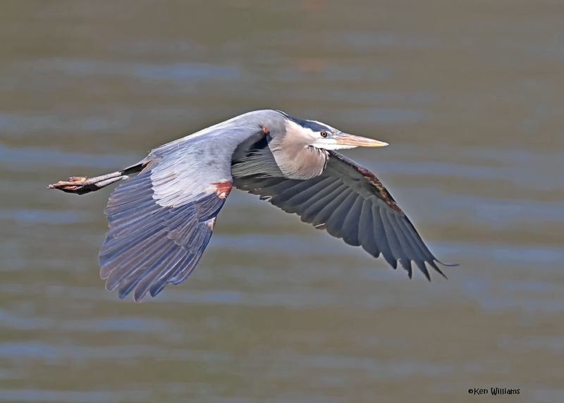 Great Blue Heron, Cherokee Co, Ok, 4-7-2025_0229z.jpg