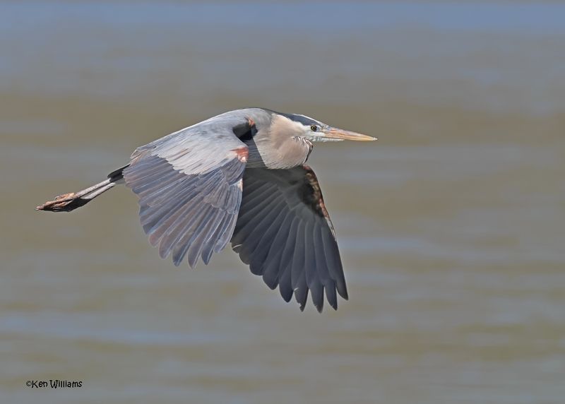 Great Blue Heron, Cherokee Co, Ok, 4-7-2025_0237z.jpg