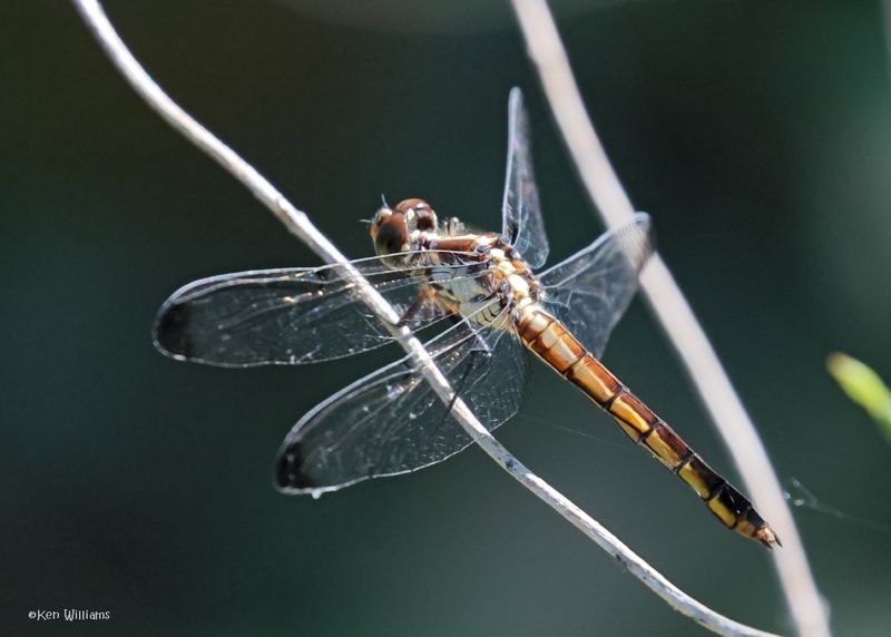 Great-blue Skimmer immature female, Wagoner Co, OK, 6-2-2025_7047az.jpg