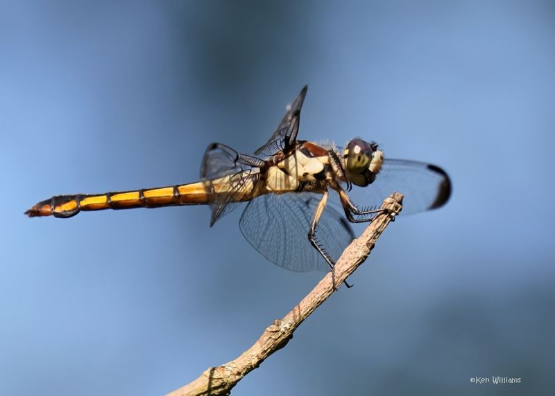Great-blue Skimmer immature female, Wagoner Co, OK, 6-2-2025_7059az.jpg