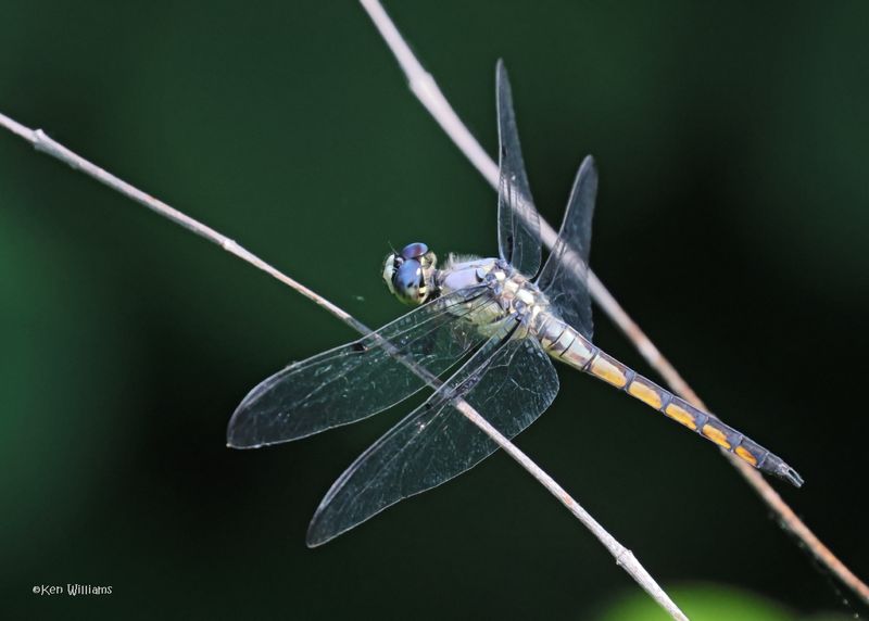 :Great Blue Skimmer: