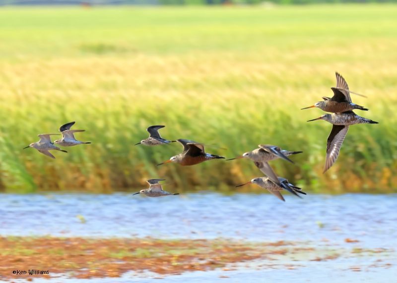 Hudsonian Godwits & Stilt Sandpipers, Wagoner Co, OK, 5-20-2025_6173_5449az.jpg
