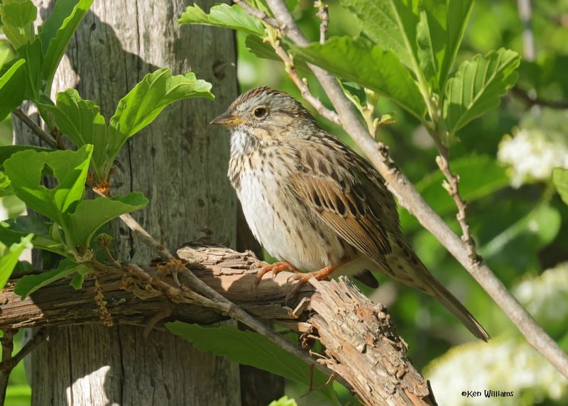 Lincoln's Sparrow, Rogers Co yard, OK, 4-15-2025_0595az.jpg