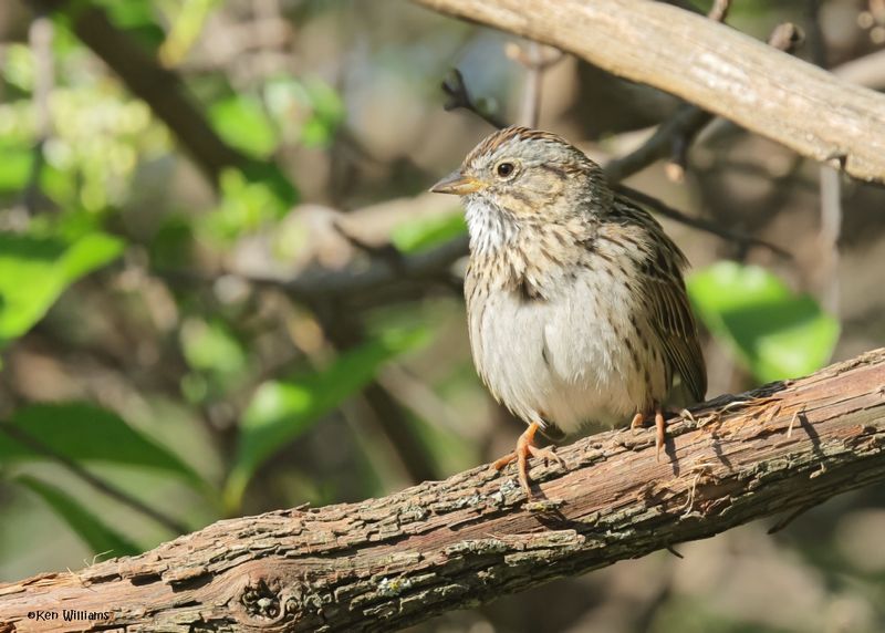 Lincoln's Sparrow, Rogers Co yard, OK, 4-15-2025_0615az.jpg
