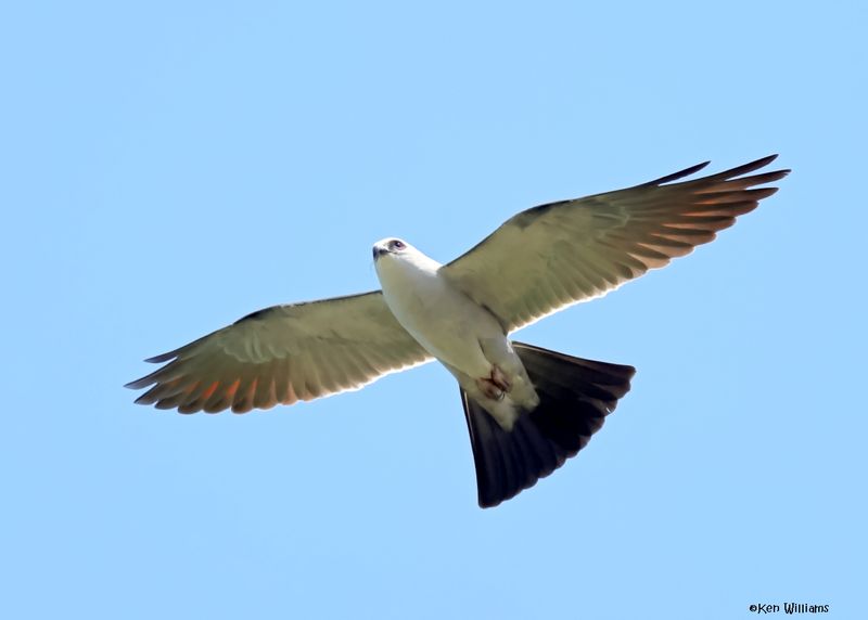 Mississippi Kite