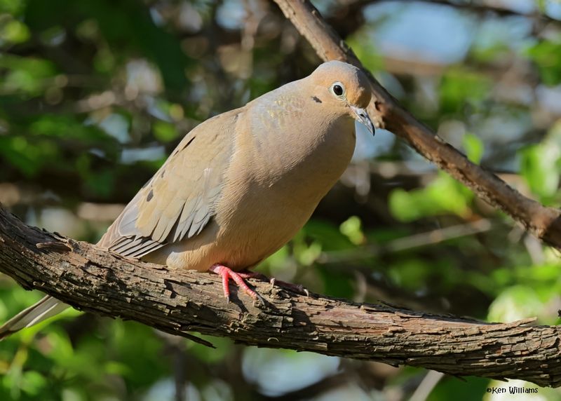 Mourning Dove, Rogers Co yard, OK, 4-15-2025_0686az.jpg