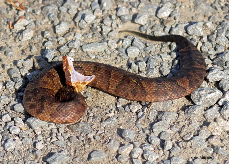Northern Cottonmouth, Wagoner Co, OK, 6-2-2025_6992az.jpg
