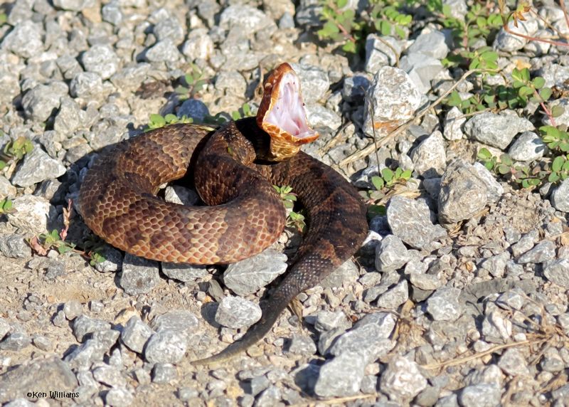 Northern Cottonmouth, Wagoner Co, OK, 6-2-2025_7002az.jpg