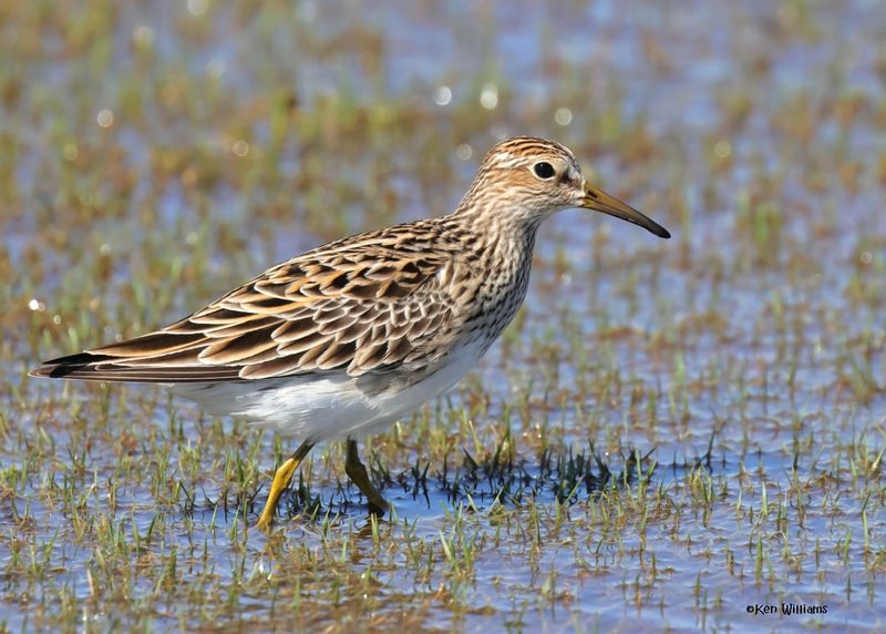 : Pectoral Sandpiper :