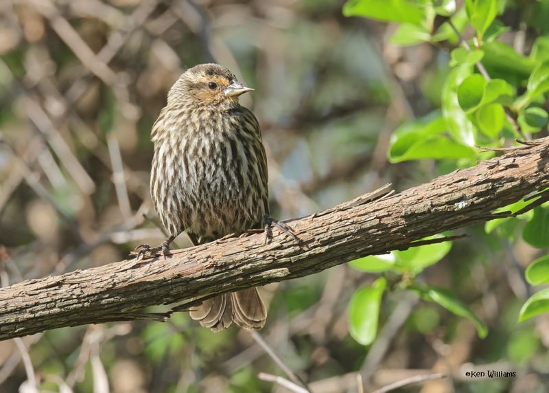 Red-winged Blackbird female, Rogers Co yard, OK, 4-15-2025_0665az.jpg