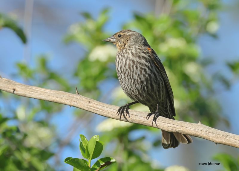 :Red-winged Blackbird:
