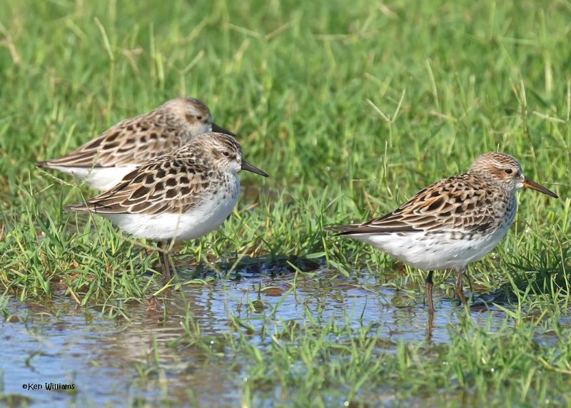 Semipalmated & White-rumped Sandpipers, Wagoner Co, OK, 5-20-2025_5701az.jpg