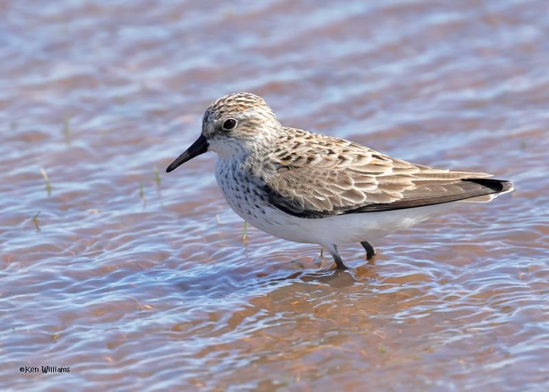 Semipalmated Sandpiper, Wagoner Co, OK, 5-20-2025_6190az.jpg