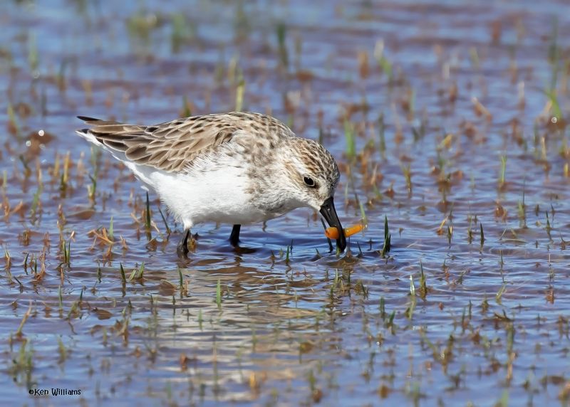 Semipalmated Sandpiper, Wagoner Co, OK, 5-20-2025_6251az.jpg