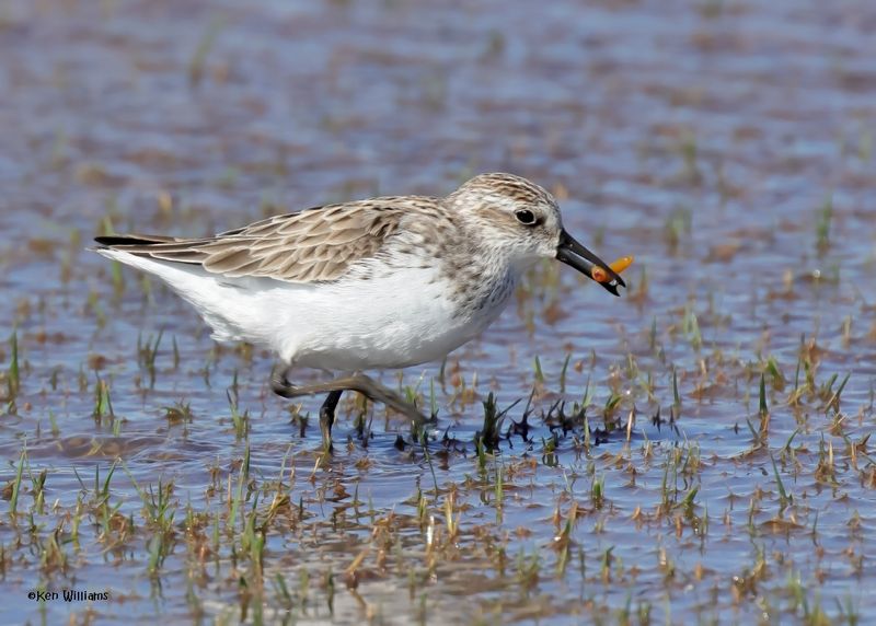 Semipalmated Sandpiper, Wagoner Co, OK, 5-20-2025_6257az.jpg