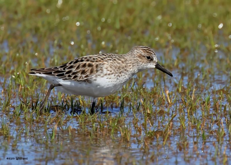 Semipalmated Sandpiper, Wagoner Co, OK, 5-20-2025_6328az.jpg