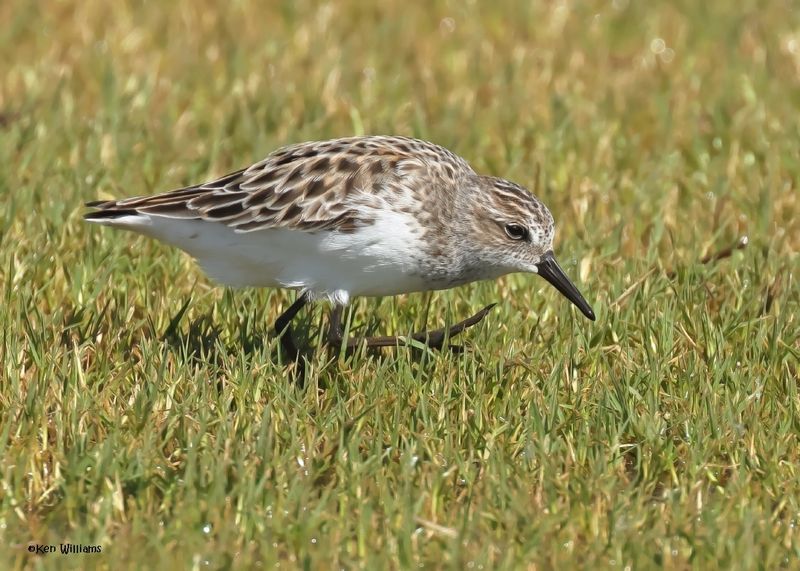 Semipalmated Sandpiper, Wagoner Co, OK, 5-20-2025_6376az.jpg