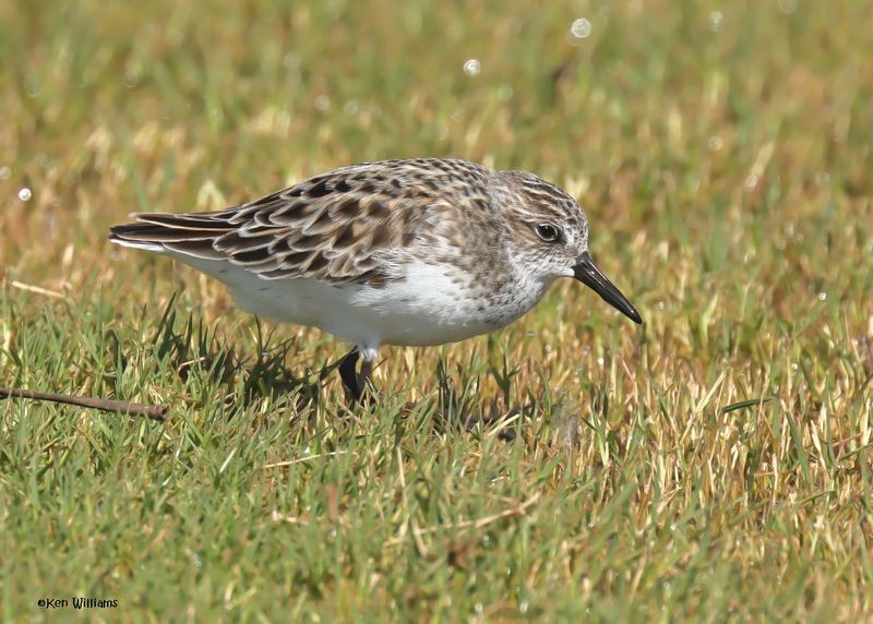 Semipalmated Sandpiper, Wagoner Co, OK, 5-20-2025_6391az.jpg