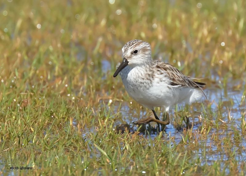Semipalmated Sandpiper, Wagoner Co, OK, 5-20-2025_6475az.jpg