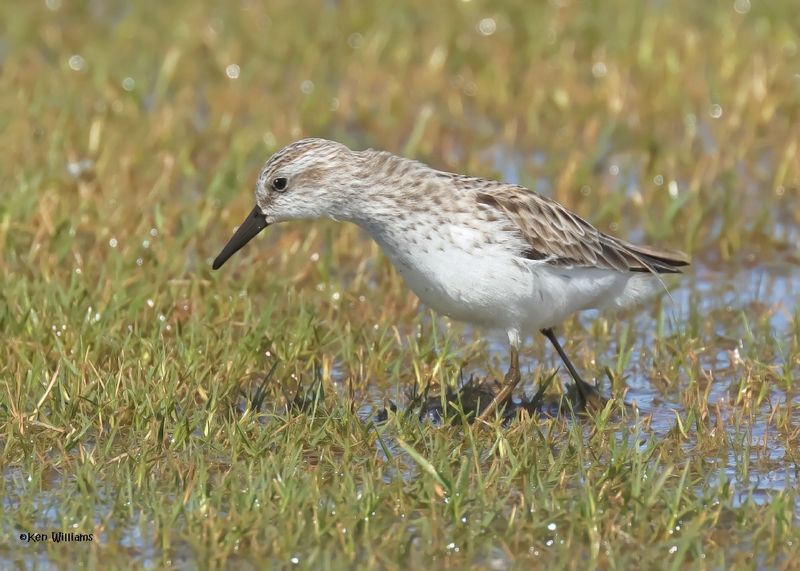 Semipalmated Sandpiper, Wagoner Co, OK, 5-20-2025_6477az.jpg
