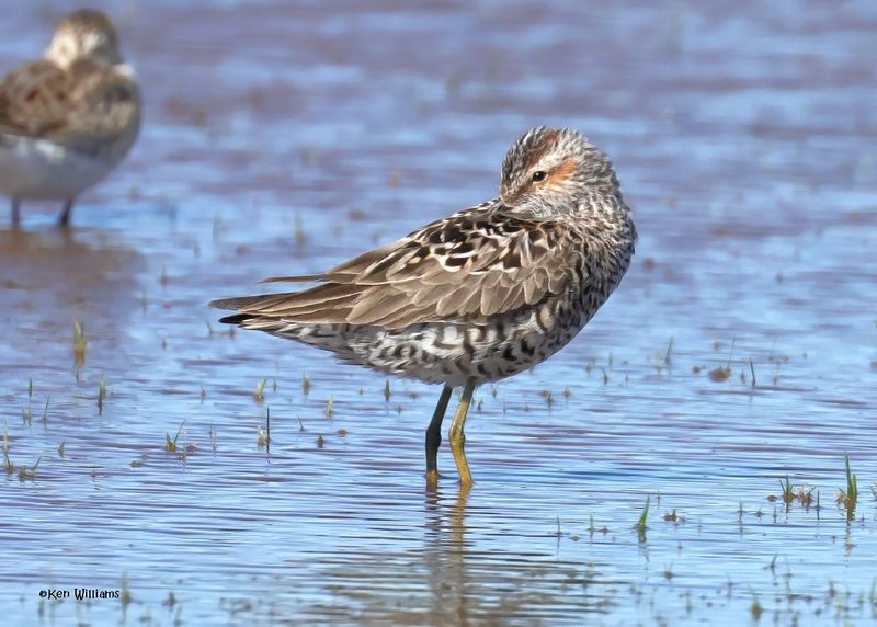 Stilt Sandpiper, Wagoner Co, OK, 5-20-2025_5914az.jpg