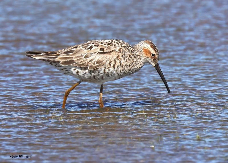 Stilt Sandpiper, Wagoner Co, OK, 5-20-2025_6036az.jpg