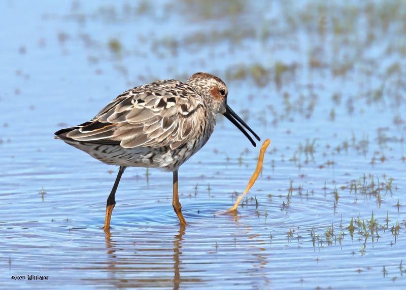 Stilt Sandpiper, Wagoner Co, OK, 5-20-2025_6065az.jpg