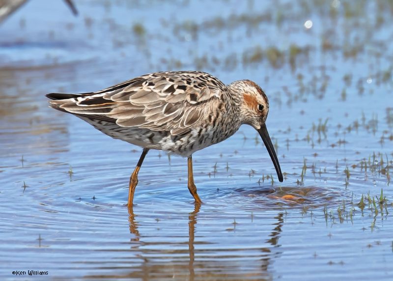 Stilt Sandpiper, Wagoner Co, OK, 5-20-2025_6071az.jpg