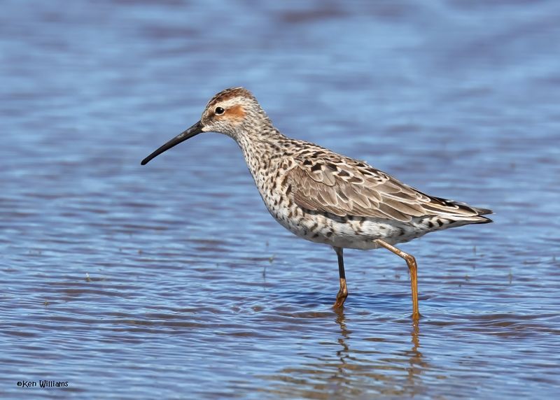 Stilt Sandpiper, Wagoner Co, OK, 5-20-2025_6093az.jpg