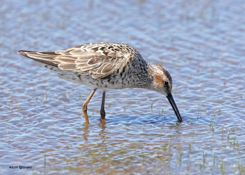Stilt Sandpiper, Wagoner Co, OK, 5-20-2025_6239az.jpg