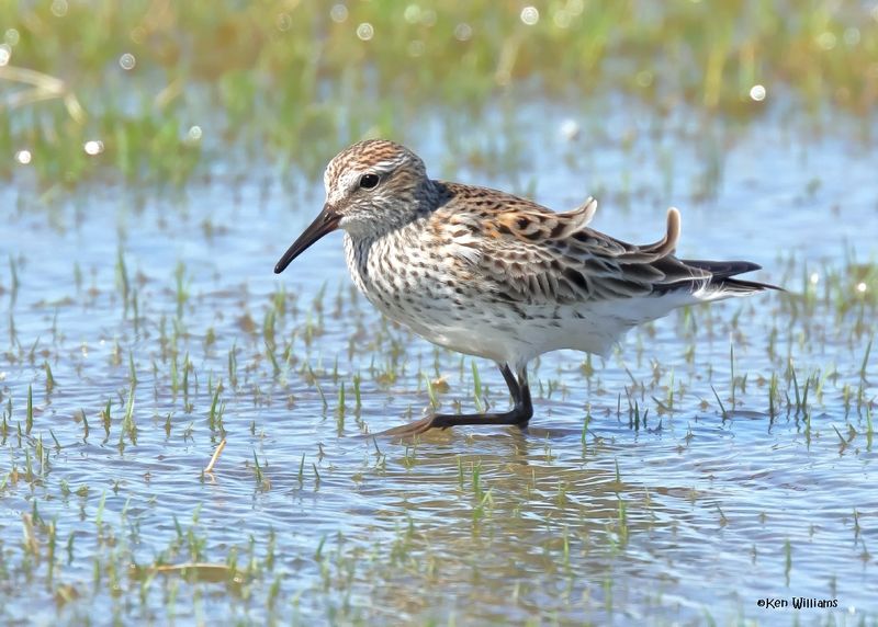 White-rumped Sandpiper, Wagoner Co, OK, 5-20-2025_5858az.jpg