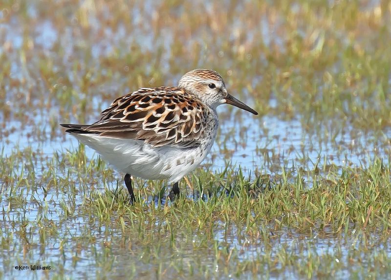 White-rumped Sandpiper, Wagoner Co, OK, 5-20-2025_5896az.jpg