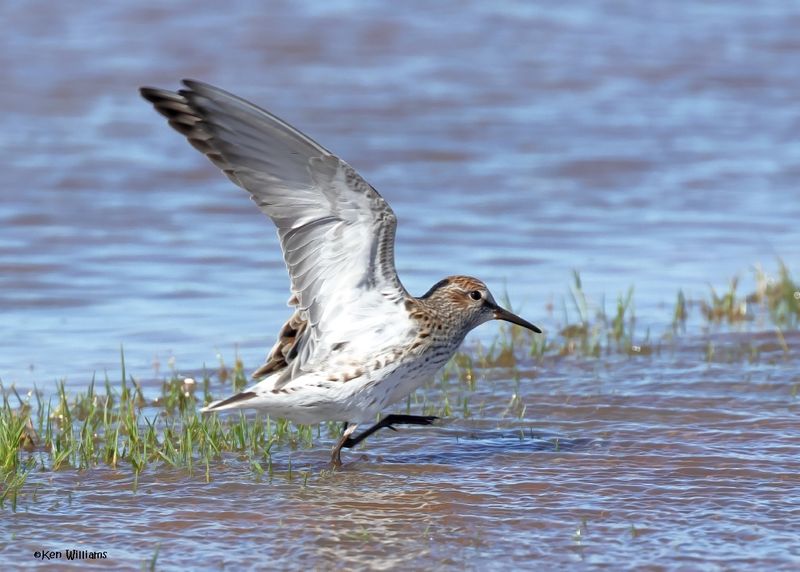 White-rumped Sandpiper, Wagoner Co, OK, 5-20-2025_5974az.jpg