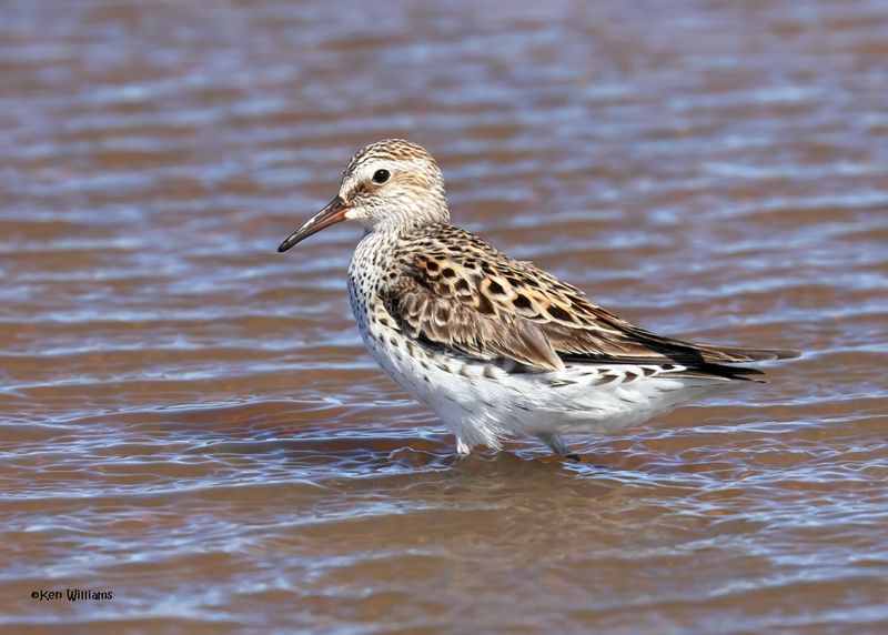 White-rumped Sandpiper, Wagoner Co, OK, 5-20-2025_6018az.jpg