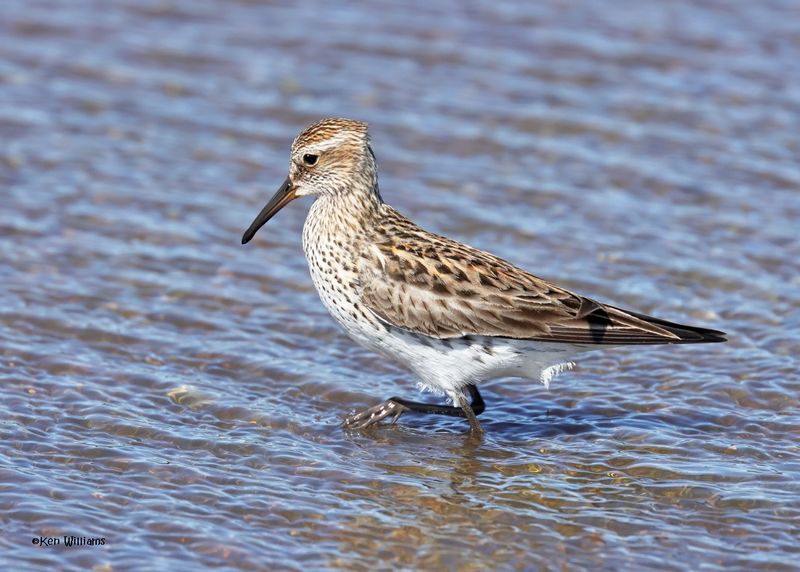 White-rumped Sandpiper, Wagoner Co, OK, 5-20-2025_6142az.jpg