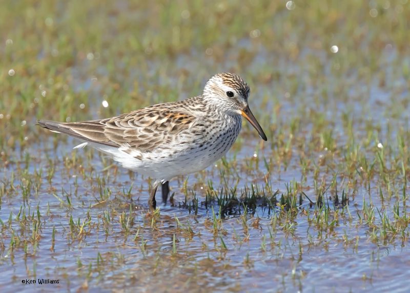 White-rumped Sandpiper, Wagoner Co, OK, 5-20-2025_6442az.jpg