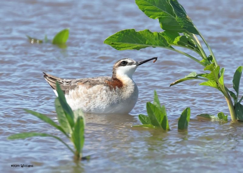 Wilson's Phalarope male, Wagoner Co, OK, 5-20-2025_5807az.jpg
