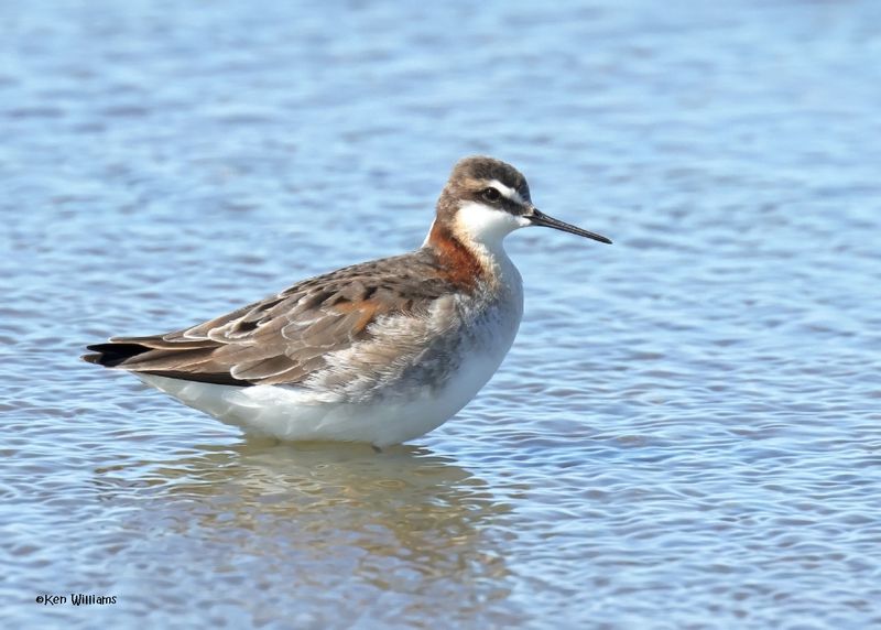 Wilson's Phalarope male, Wagoner Co, OK, 5-20-2025_5834az.jpg