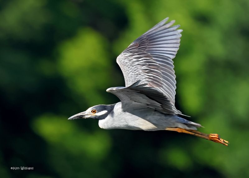 Yellow-crowned Night-Heron
