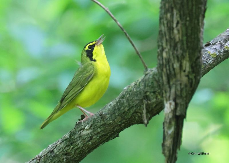 : Kentucky Warbler :