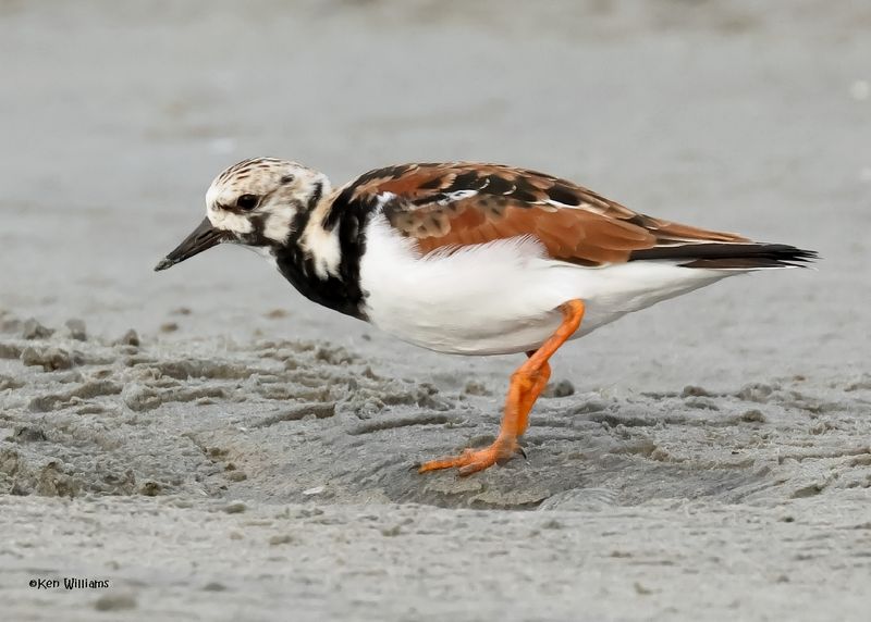 Ruddy Turnstone, S. Padre Is, TX, 4-23-2025_17az.jpg