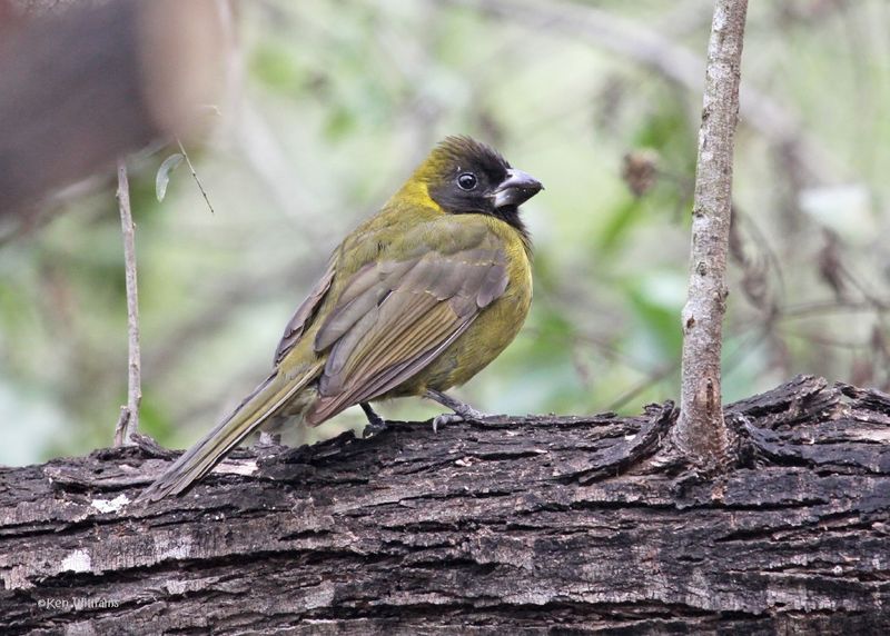 Crimson-collared Grosbeak