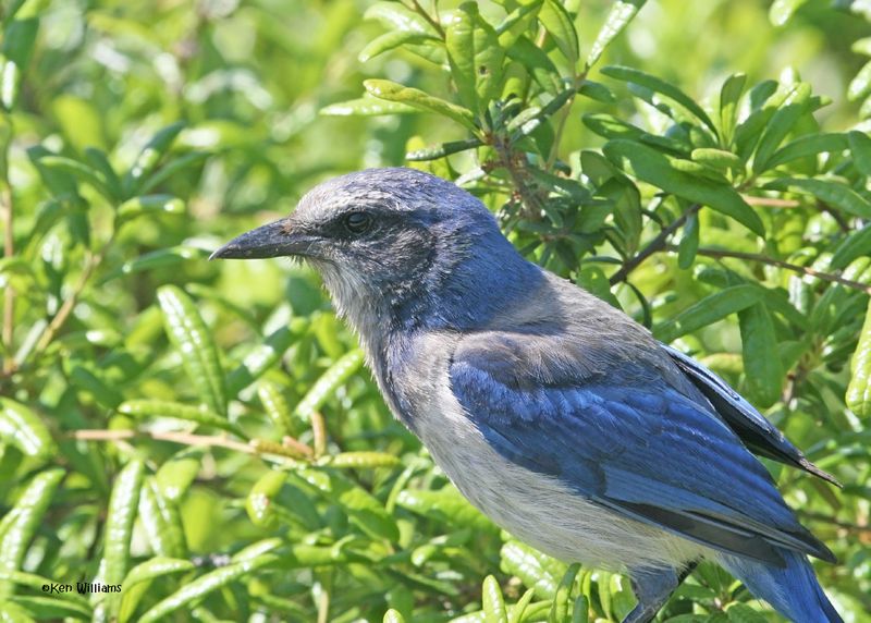 Florida Scrub-jay