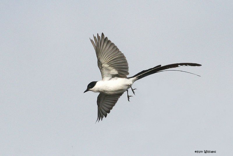 Fork-tailed Flycatcher, Galveston State Park, TX, 1-31-11, Ja 4257.jpg